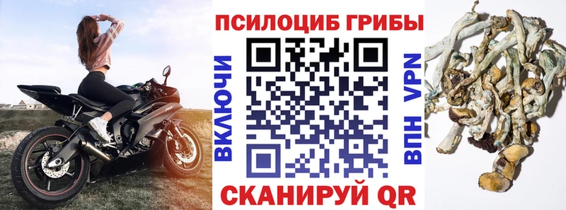 где купить наркотик  Лысково  Псилоцибиновые грибы Cubensis 